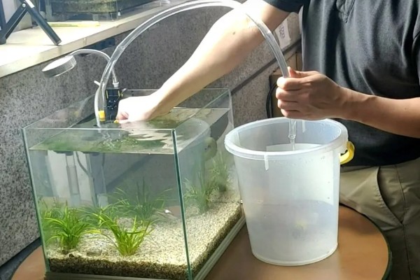 让鱼缸长绿苔的方法,提供光照并确保营养充足