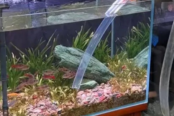 让鱼缸长绿苔的方法,提供光照并确保营养充足