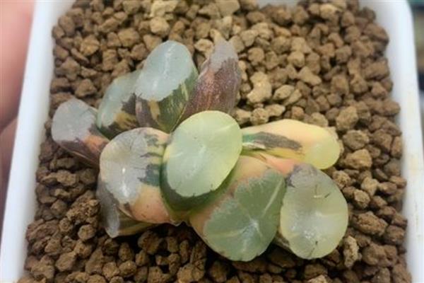 有哪些稀有且珍贵的多肉，双刺瓶干、大地翅膀等品种很少见