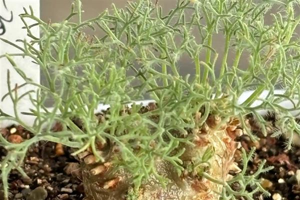 有哪些稀有且珍贵的多肉，双刺瓶干、大地翅膀等品种很少见