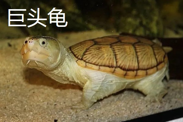 巨头龟和剃刀龟有什么区别，背脊、腹甲、喉盾等部位不同
