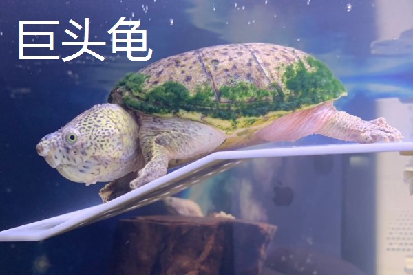 巨头龟和剃刀龟有什么区别，背脊、腹甲、喉盾等部位不同
