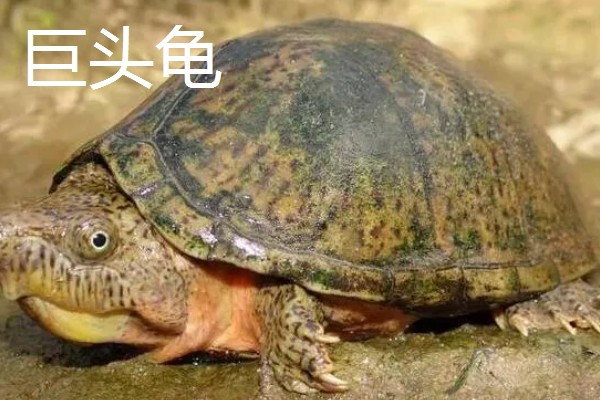 巨头龟和剃刀龟有什么区别，背脊、腹甲、喉盾等部位不同
