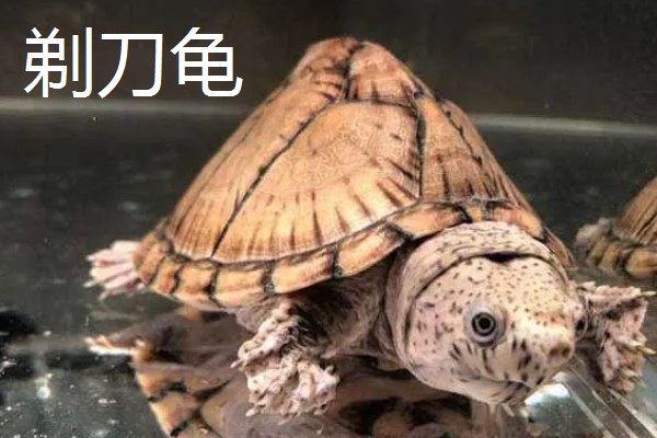 巨头龟和剃刀龟有什么区别，背脊、腹甲、喉盾等部位不同