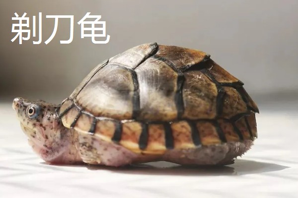 巨头龟和剃刀龟有什么区别，背脊、腹甲、喉盾等部位不同