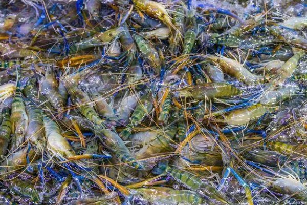 罗氏虾能不能用淡水养，属于大型淡水经济虾类