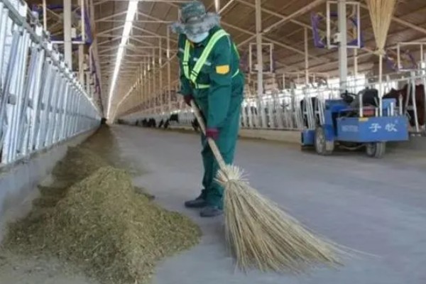 让母牛快速回奶的方法，以下2种方式的效果较好