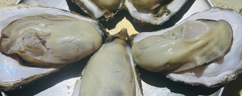 有什么好吃的生蚝，法国白珍珠、熊本生蚝等品种口感好