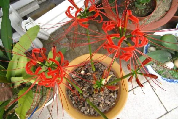 让彼岸花开花的方法,生长期每隔半个月左右追肥一次