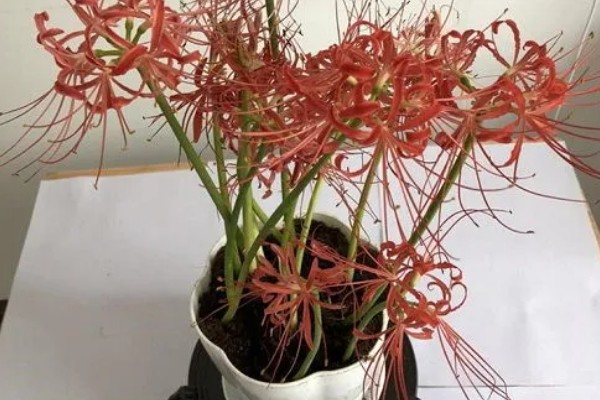 让彼岸花开花的方法,生长期每隔半个月左右追肥一次