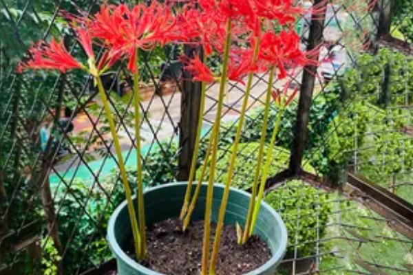 让彼岸花开花的方法,生长期每隔半个月左右追肥一次
