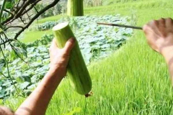 砍瓜的产地，主产于广东、河南等省份