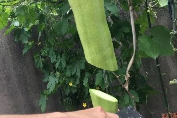 砍瓜的产地，主产于广东、河南等省份