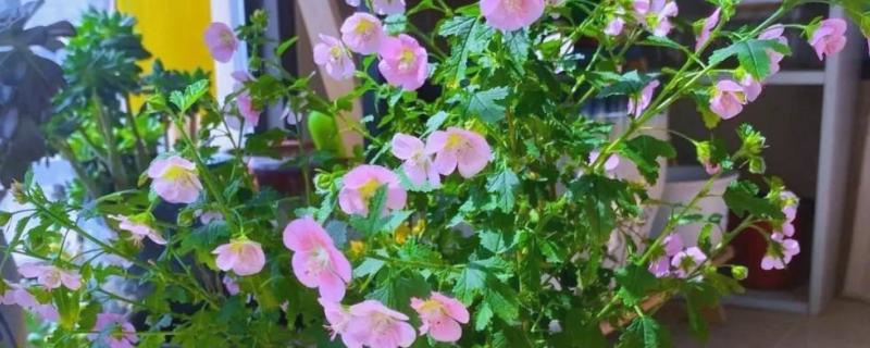 夏天如何养殖木槿花，每隔1-2天浇一次水