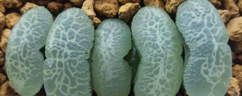 有哪些稀有且珍贵的多肉，双刺瓶干、大地翅膀等品种很少见