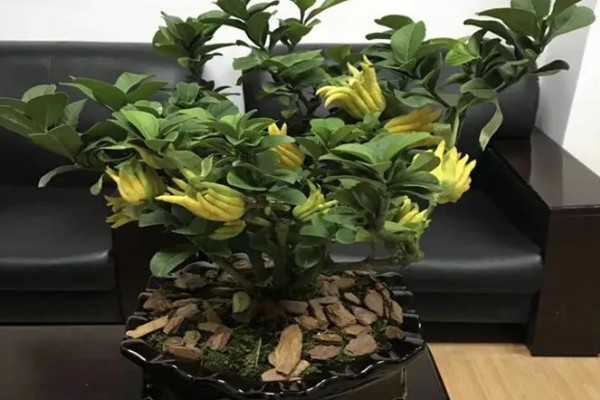 佛手有什么寓意,代表心想事成、积极向上等含义