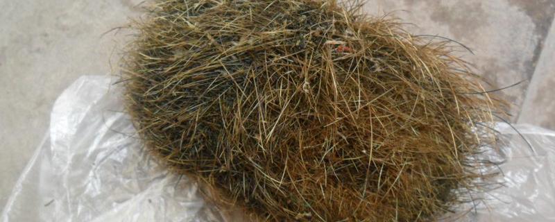 猪肚子里的毛球是什么，吃下去的毛发与饲料混合后会变成毛球