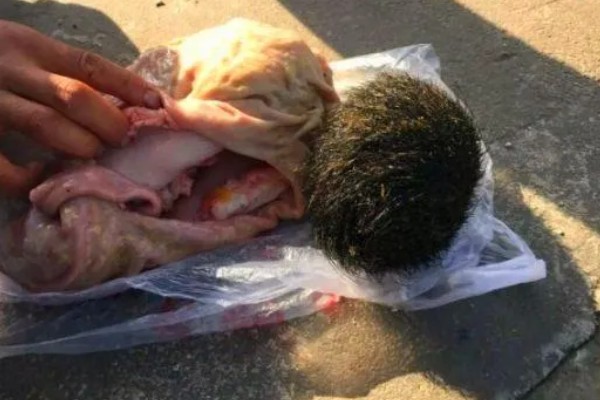 猪肚子里的毛球是什么,吃下去的毛发与饲料混合后会变成毛球
