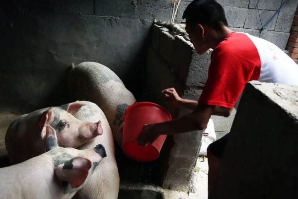 猪肚子里的毛球是什么,吃下去的毛发与饲料混合后会变成毛球