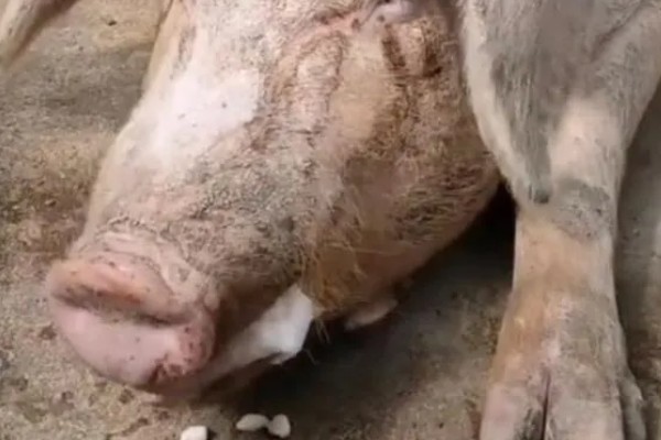 猪肚子里的毛球是什么,吃下去的毛发与饲料混合后会变成毛球