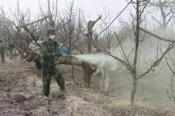山地苹果园怎么灌溉,将肥料溶在水中每株灌溉20公斤