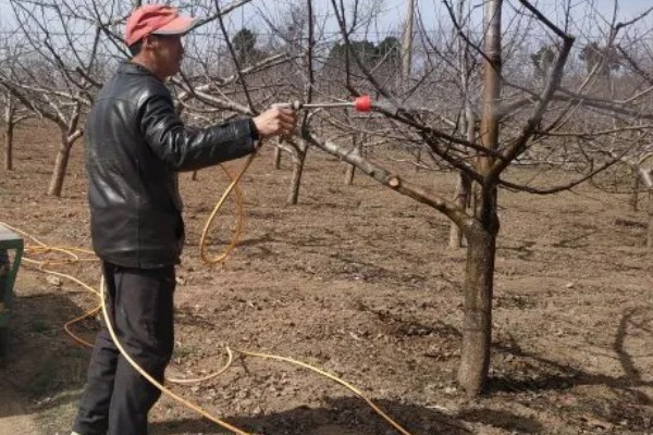 山地苹果园怎么灌溉,将肥料溶在水中每株灌溉20公斤