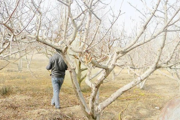 山地苹果园怎么灌溉,将肥料溶在水中每株灌溉20公斤