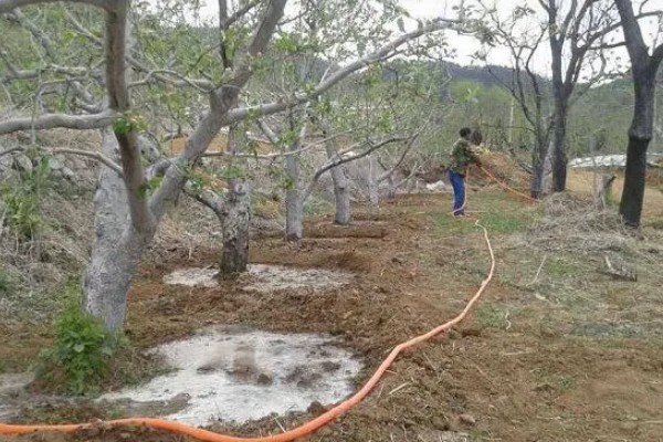 山地苹果园怎么灌溉,将肥料溶在水中每株灌溉20公斤