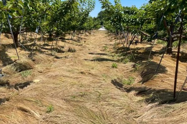 山地苹果园怎么灌溉,将肥料溶在水中每株灌溉20公斤