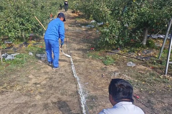 山地苹果园怎么灌溉,将肥料溶在水中每株灌溉20公斤
