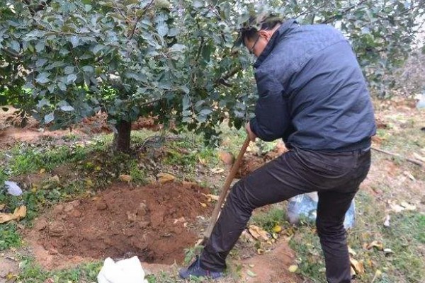 山地苹果园怎么灌溉,将肥料溶在水中每株灌溉20公斤