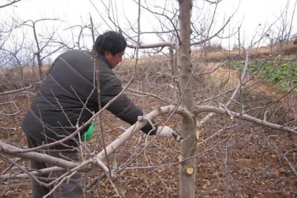 山地苹果园怎么灌溉,将肥料溶在水中每株灌溉20公斤