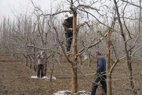 山地苹果园怎么灌溉,将肥料溶在水中每株灌溉20公斤