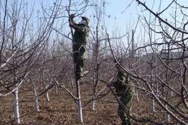 山地苹果园怎么灌溉,将肥料溶在水中每株灌溉20公斤