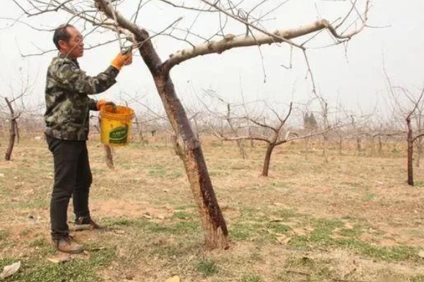 山地苹果园怎么灌溉,将肥料溶在水中每株灌溉20公斤