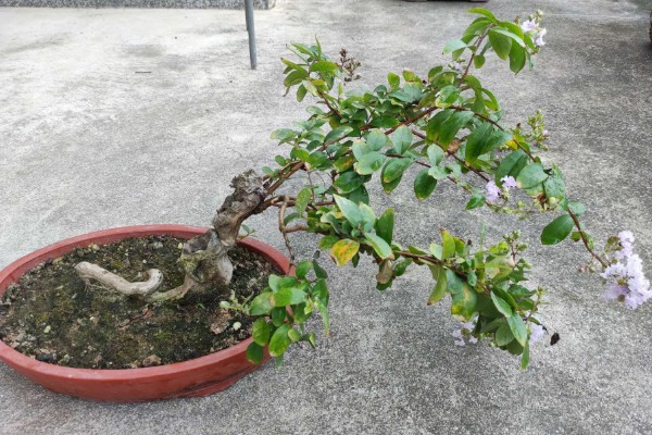 白檀夏季养殖方法，摆放在阴凉处养护