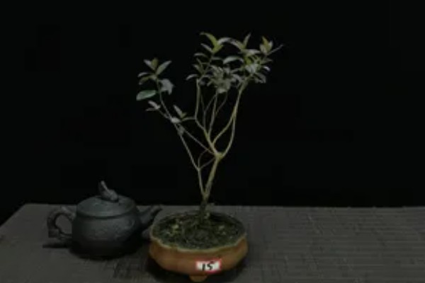 白檀夏季养殖方法，摆放在阴凉处养护