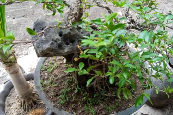 白檀夏季养殖方法，摆放在阴凉处养护
