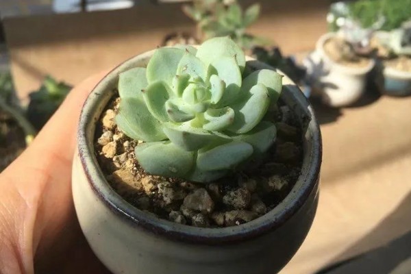 多肉忌大盆的原因，花盆较深容易导致多肉徒长