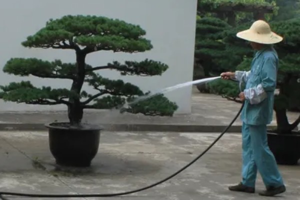 松树的叶片秋季会不会变黄，缺铁时才会变成黄色