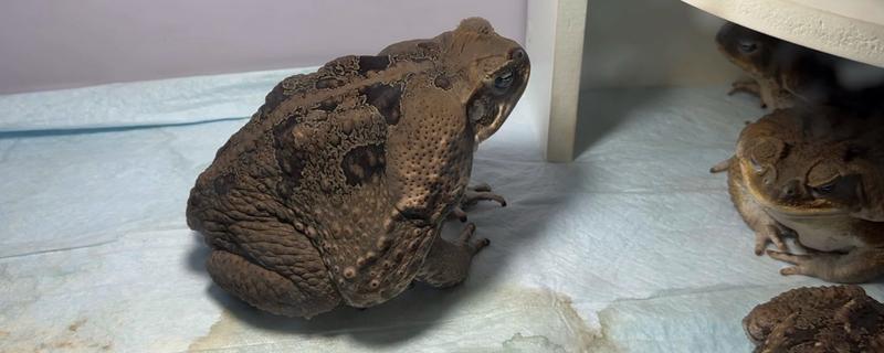 海蟾蜍的简介，是指巨型海蟾蜍