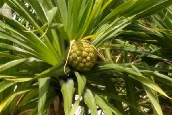 露兜果怎么种植,夏季每天要有3小时的光照