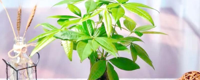 怎么水培发财树，每隔5天换一次水