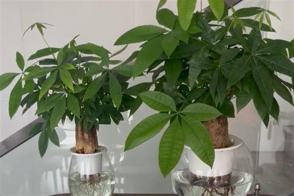 怎么水培发财树，每隔5天换一次水