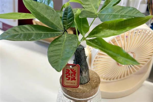 怎么水培发财树，每隔5天换一次水