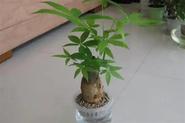 怎么水培发财树，每隔5天换一次水