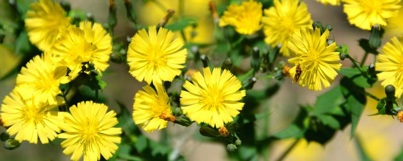 哪些植物像蒲公英一样，常见黄鹌菜、山苦菜等品种