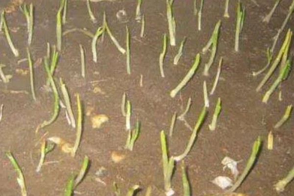 蒜黄的种植方法，后期每隔4-5天浇一次水