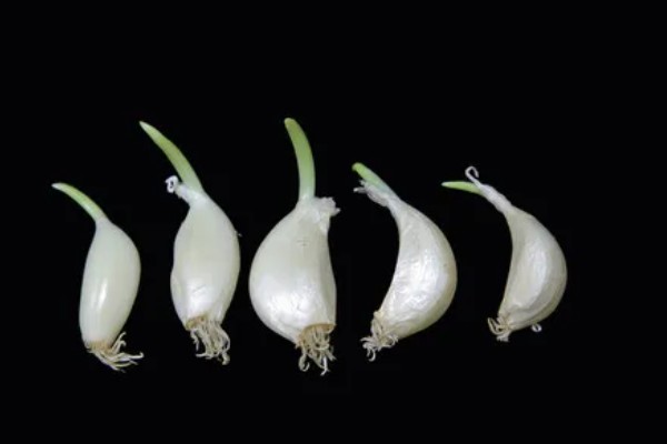 蒜黄的种植方法，后期每隔4-5天浇一次水