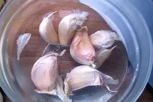 蒜黄的种植方法，后期每隔4-5天浇一次水
